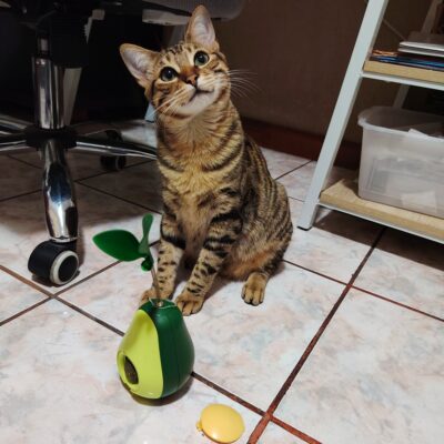 Aguacate Grande Catnip con Hojitas